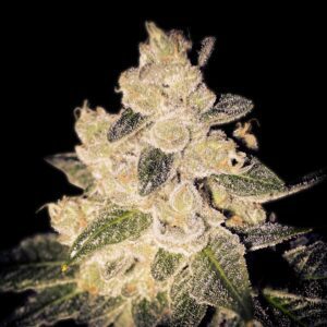 Cinderella 99 Feminized Seeds