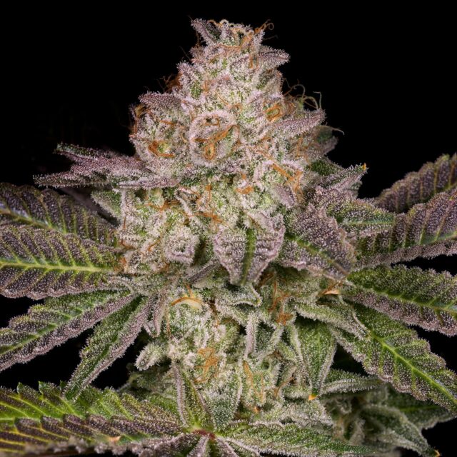 Collins Ave Feminized Seeds