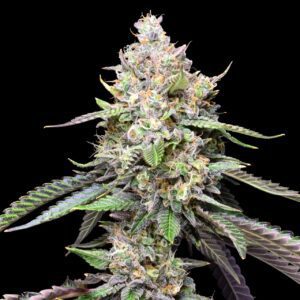 Cookies and Cream Feminized Seeds