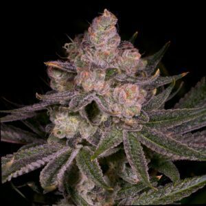 Crescendo Feminized Seeds