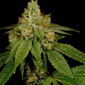 Critical Kush Autoflowering Seeds