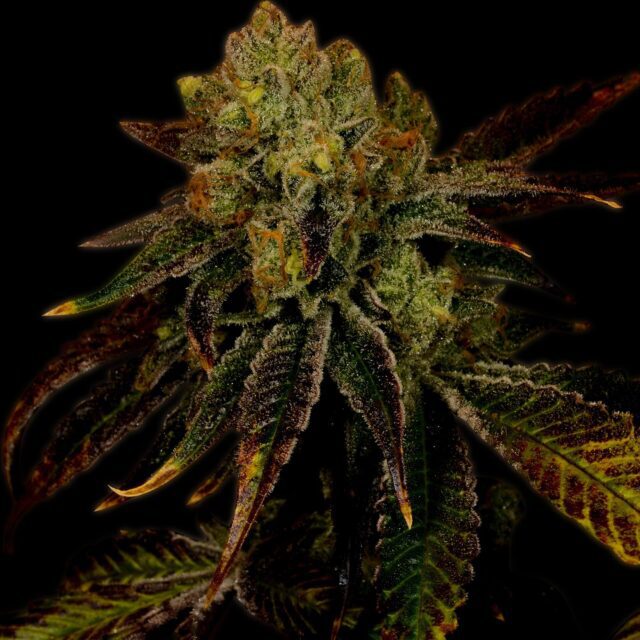 Diamond OG Feminized Seeds