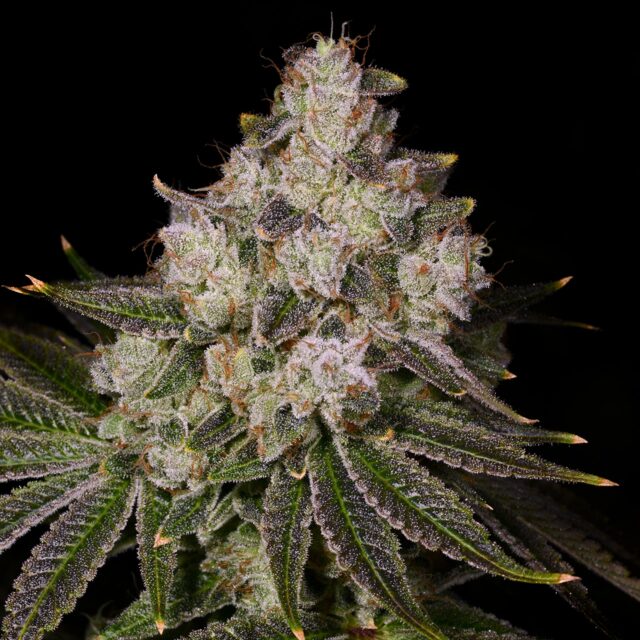 Donkey Butter Feminized Seeds