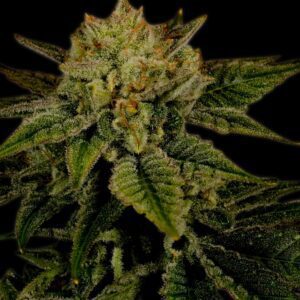 Durban Poison Autoflowering Seeds