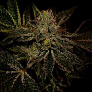 Fruity Pebbles OG Feminized Seeds