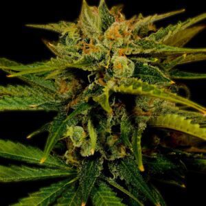 Fire OG Feminized Seeds