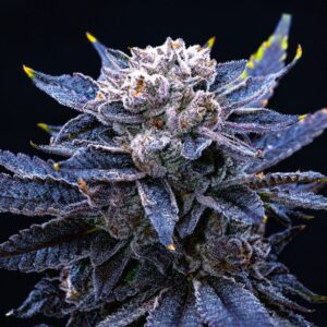 Frosted Gelato Feminized Seeds