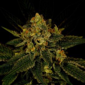 Fruit Punch Autoflowering Seeds