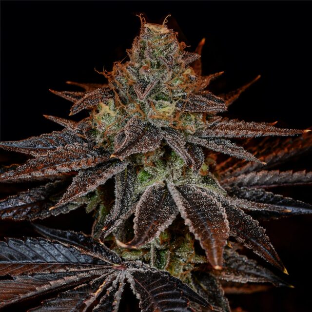 GMO Cookies Feminized Seeds