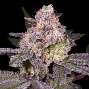 Garanimals Feminized Seeds