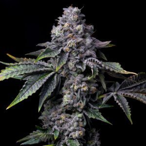 Gator Breath Feminized Seeds