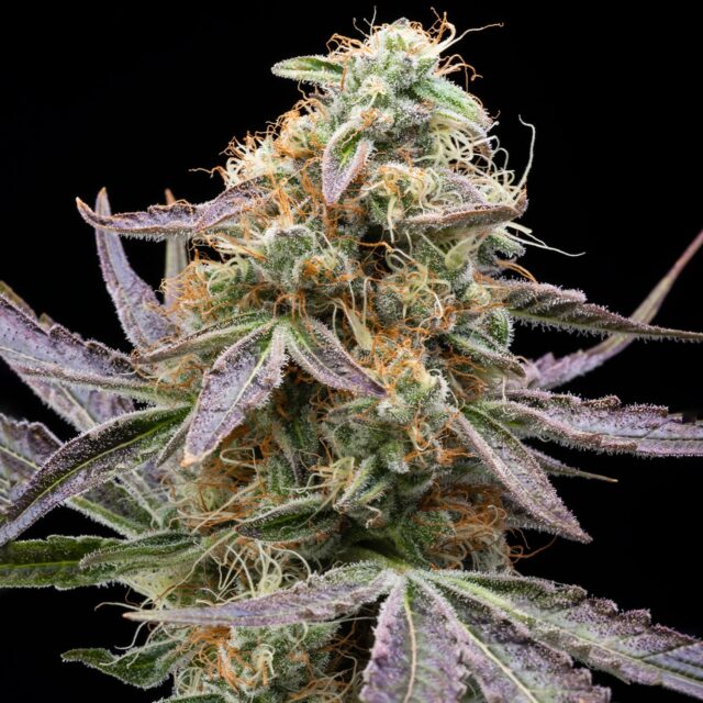 Gelonade Feminized Seeds