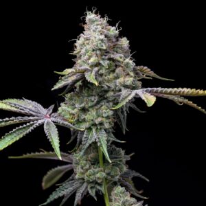 Ghost OG Feminized Seeds