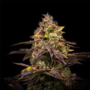 Ghost Train Haze Feminized Seeds