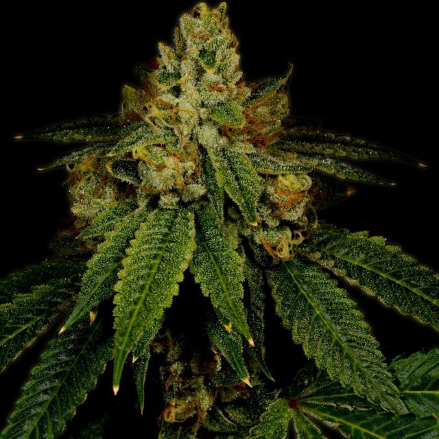 Girl Scout Cookies Feminized Seeds