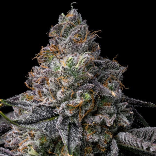 Glitter Bomb Feminized Seeds