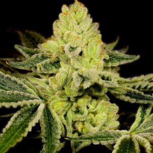 God Bud Feminized Seeds