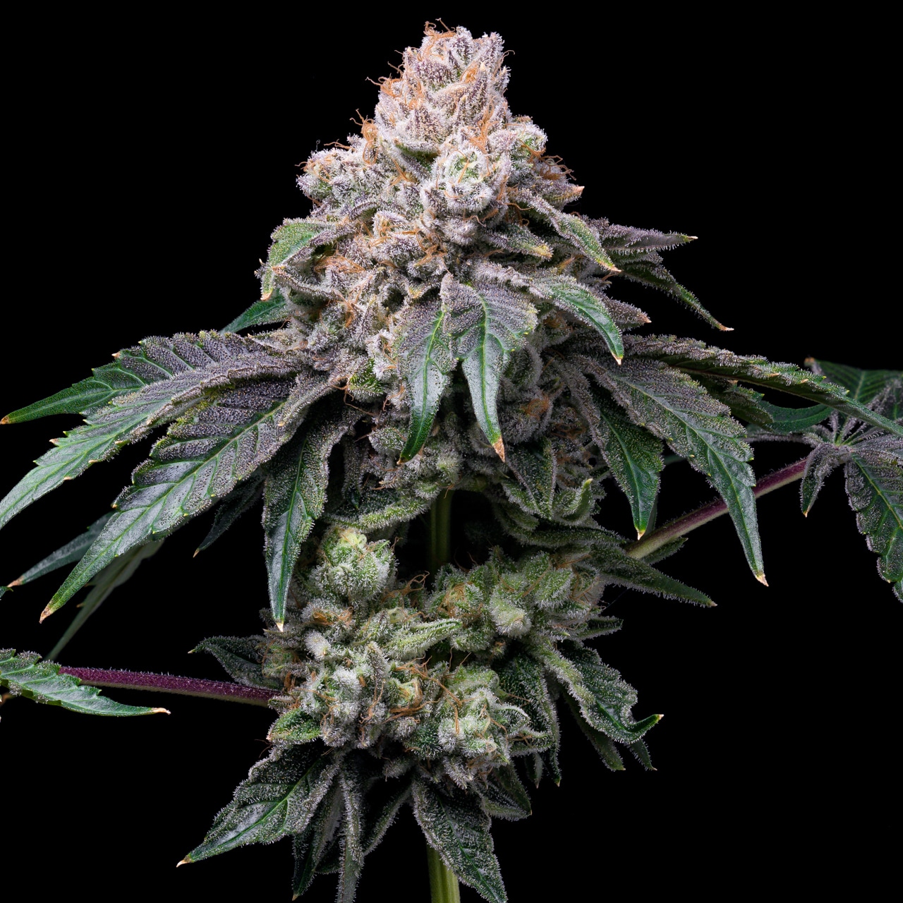 Buy Godfather OG Feminized Seeds by Premium Cultivars in America ...