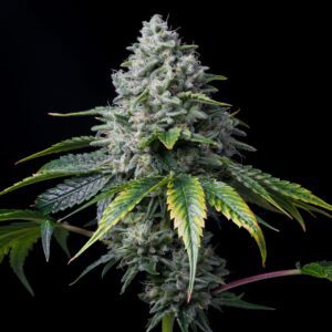 Golden Goat Feminized Seeds