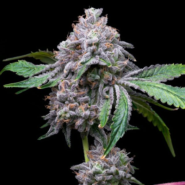 Gorilla Cookies Autoflowering Seeds