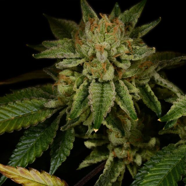 Gorilla Glue #4 Feminized Seeds