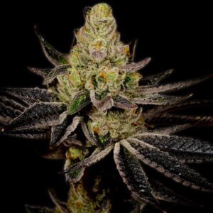 Granddaddy Purple Feminized Seeds