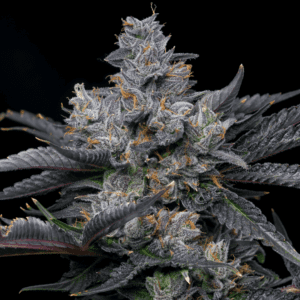 Granita OG Autoflowering Seeds