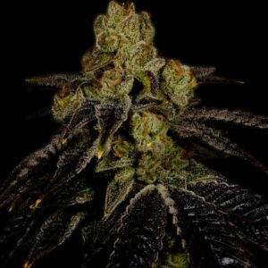 Grape Ape Feminized Seeds