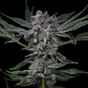 Grape Donut Autoflowering Seeds