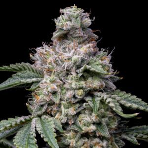 Grape Stomper Feminized Seeds