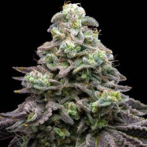 Grease Monkey Feminized Seeds