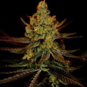 Green Crack Feminized Seeds