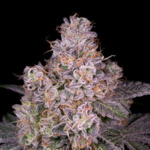 Gruntz Feminized Seeds