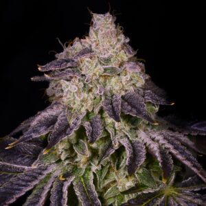 Gummy Buns Feminized Seeds