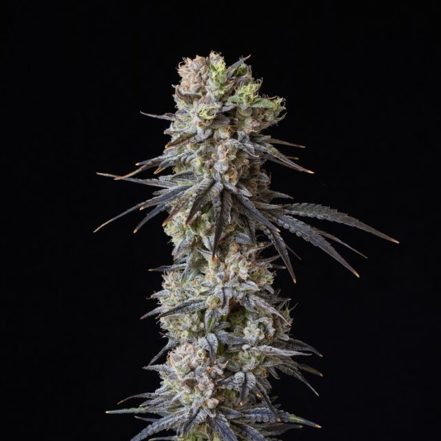 Gushers Feminized Seeds