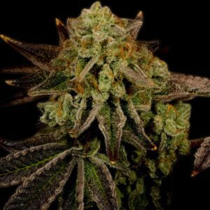 Harlequin Feminized Seeds