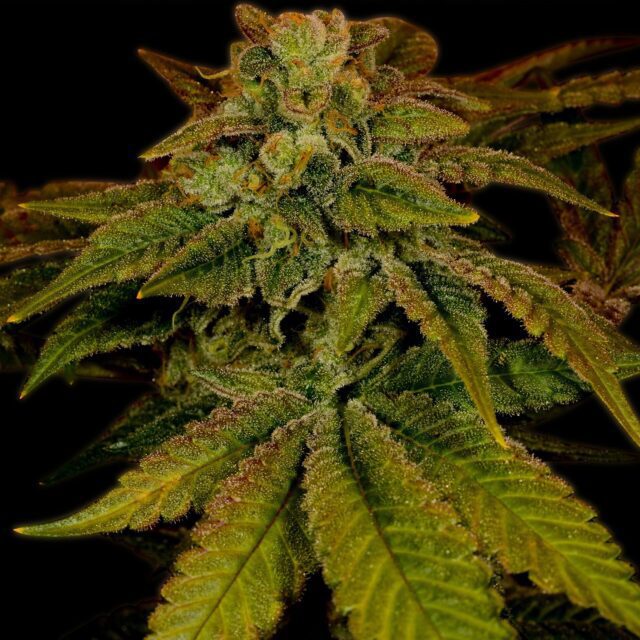 Hawaiian Punch Feminized Seeds