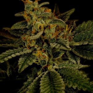 Hindu Kush Autoflowering Seeds