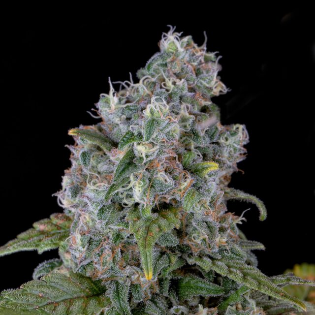 Ice Cream Cake Feminized Seeds