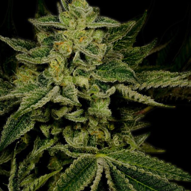 Jack Herer Feminized Seeds