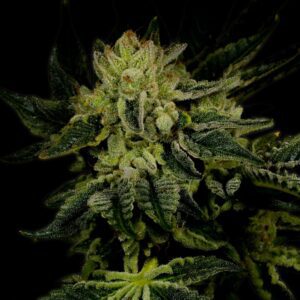 Jillybean Feminized Seeds