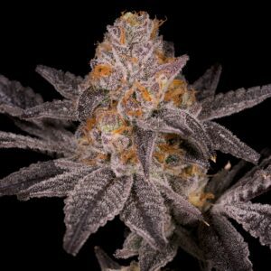 Jokerz Feminized Seeds