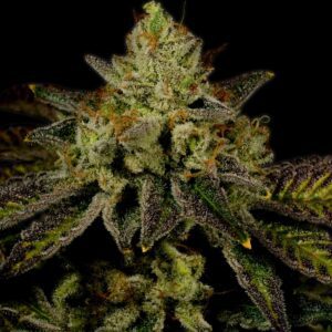 Juicy Fruit Autoflowering Seeds