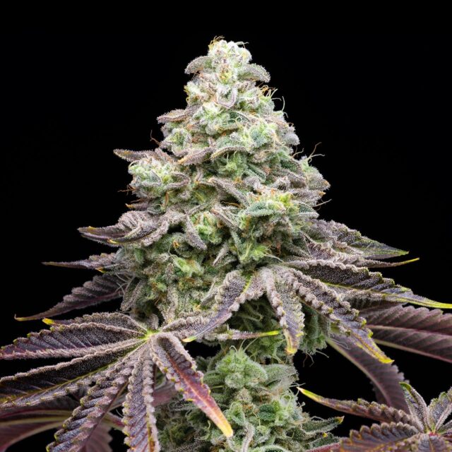 Khalifa Kush Feminized Seeds