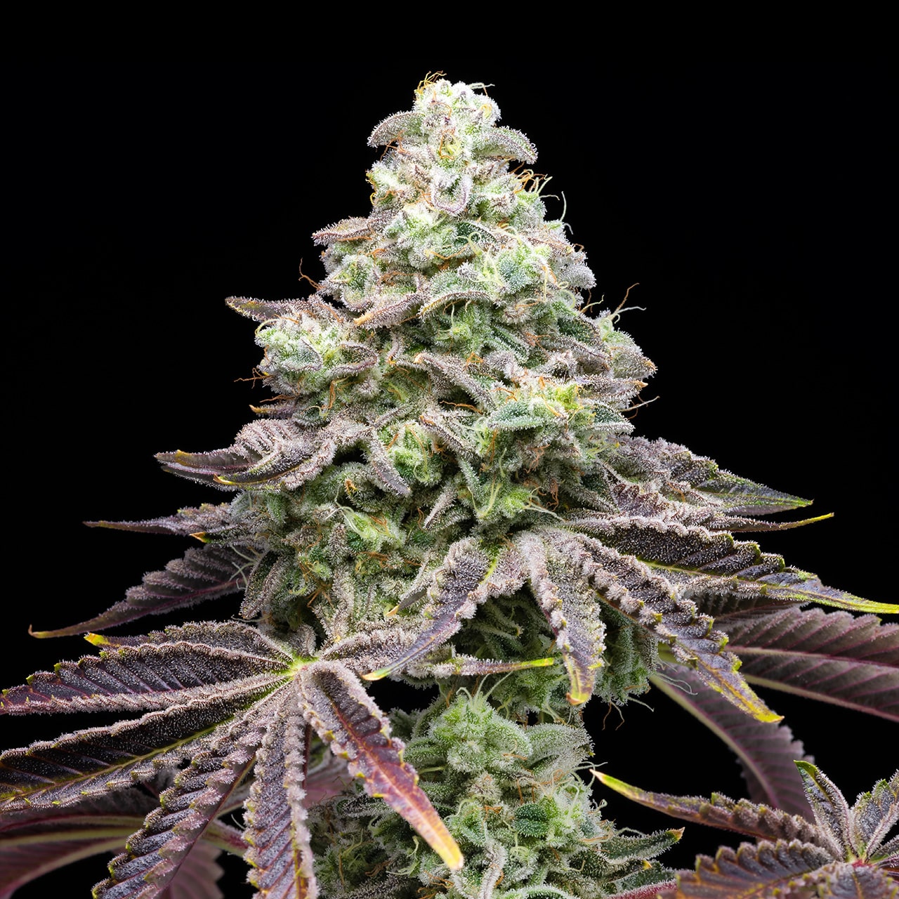 Buy Khalifa Kush Feminized Seeds by Premium Cultivars in America ...