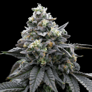 Khalifa Mints Feminized Seeds