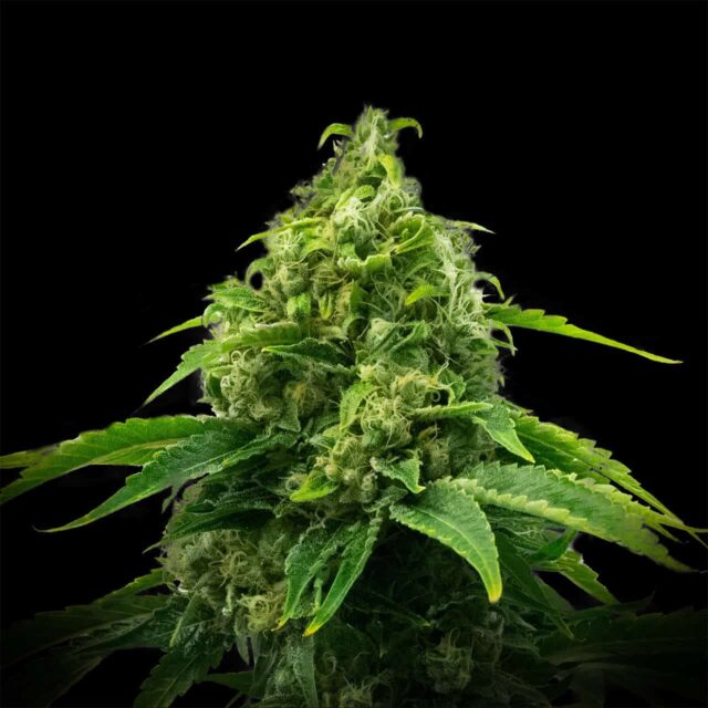 Kimbo Kush Feminized Seeds