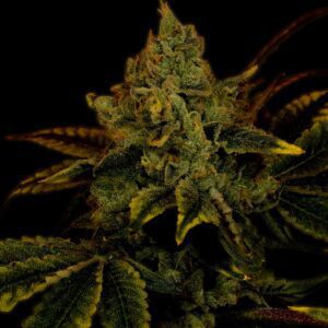 King Louis Feminized Seeds