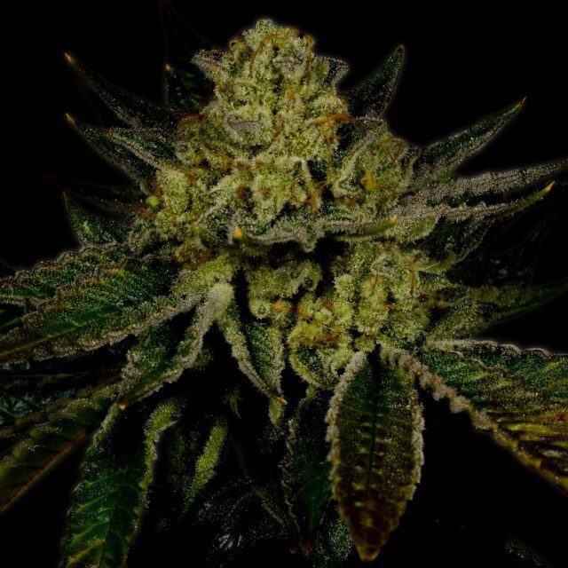 Kosher Kush Feminized Seeds