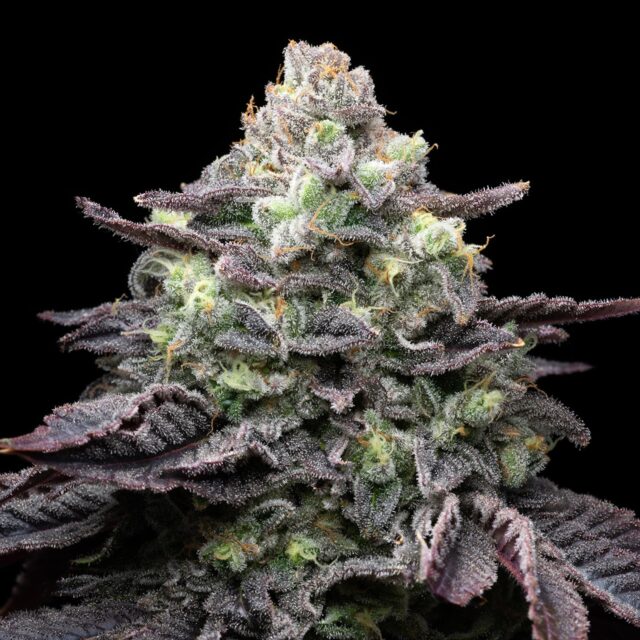 Kush Mints Feminized Seeds